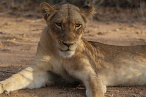 Click for a close up of this magnificent young male Lion