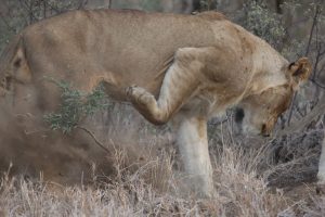 Young Male Lion