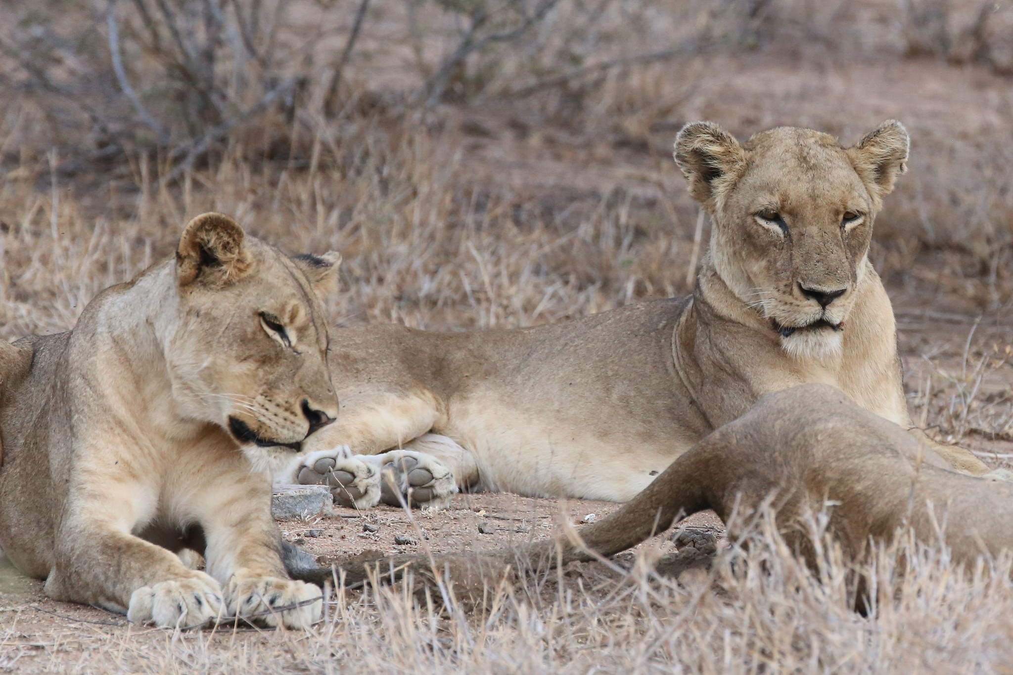 Chilling Lions