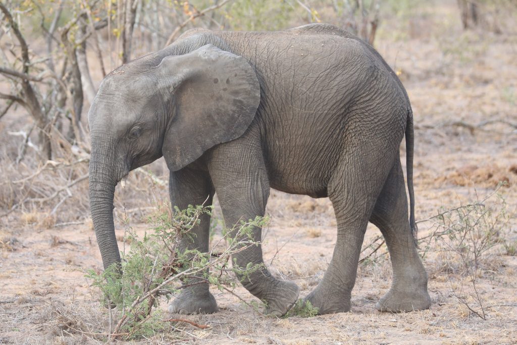 Baby helps herself to a young sapling