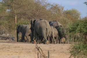 Herd of African Elephants