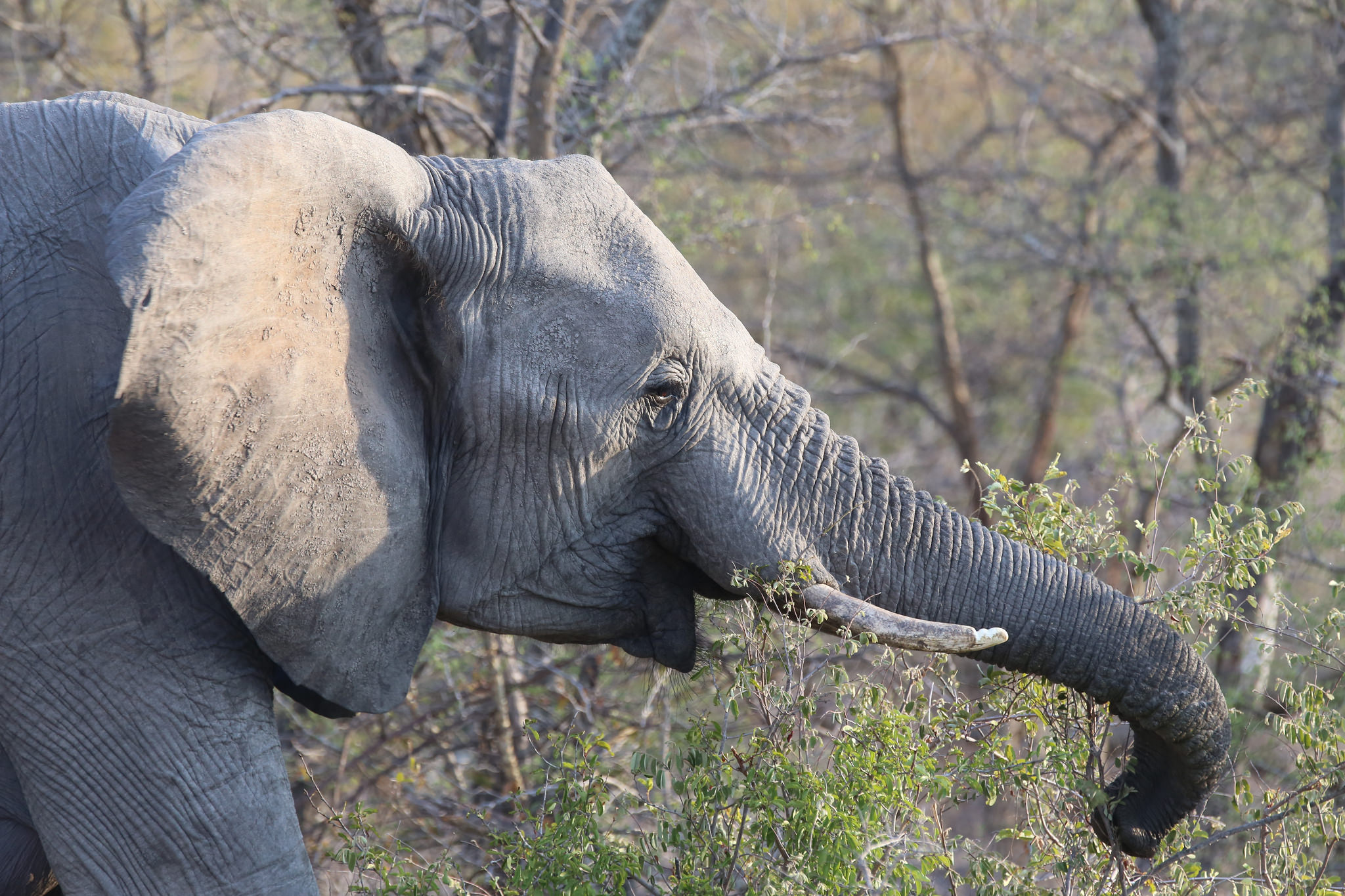 Female African Elephant