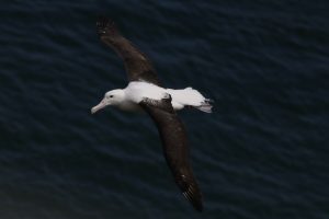 Northern Royal Albatross - click to enlarge