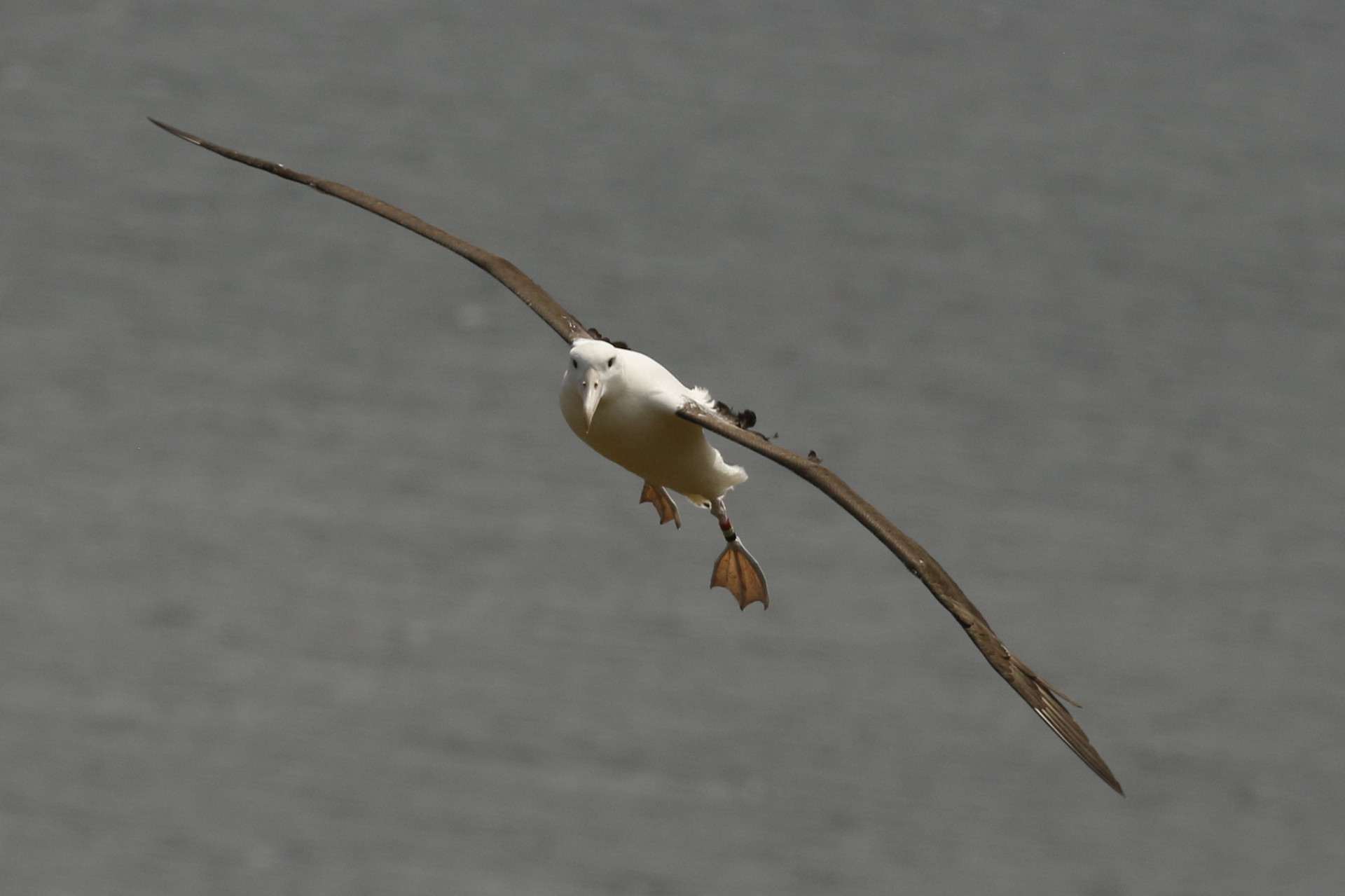 Northern Royal Albatross - notice the feathers ruffling
