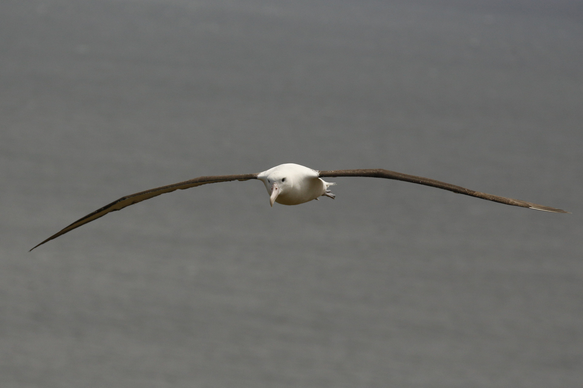 Northern Royal Albatross