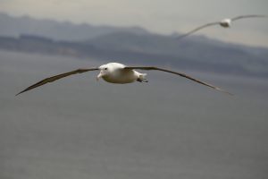 Northern Royal Albatross - click to enlarge