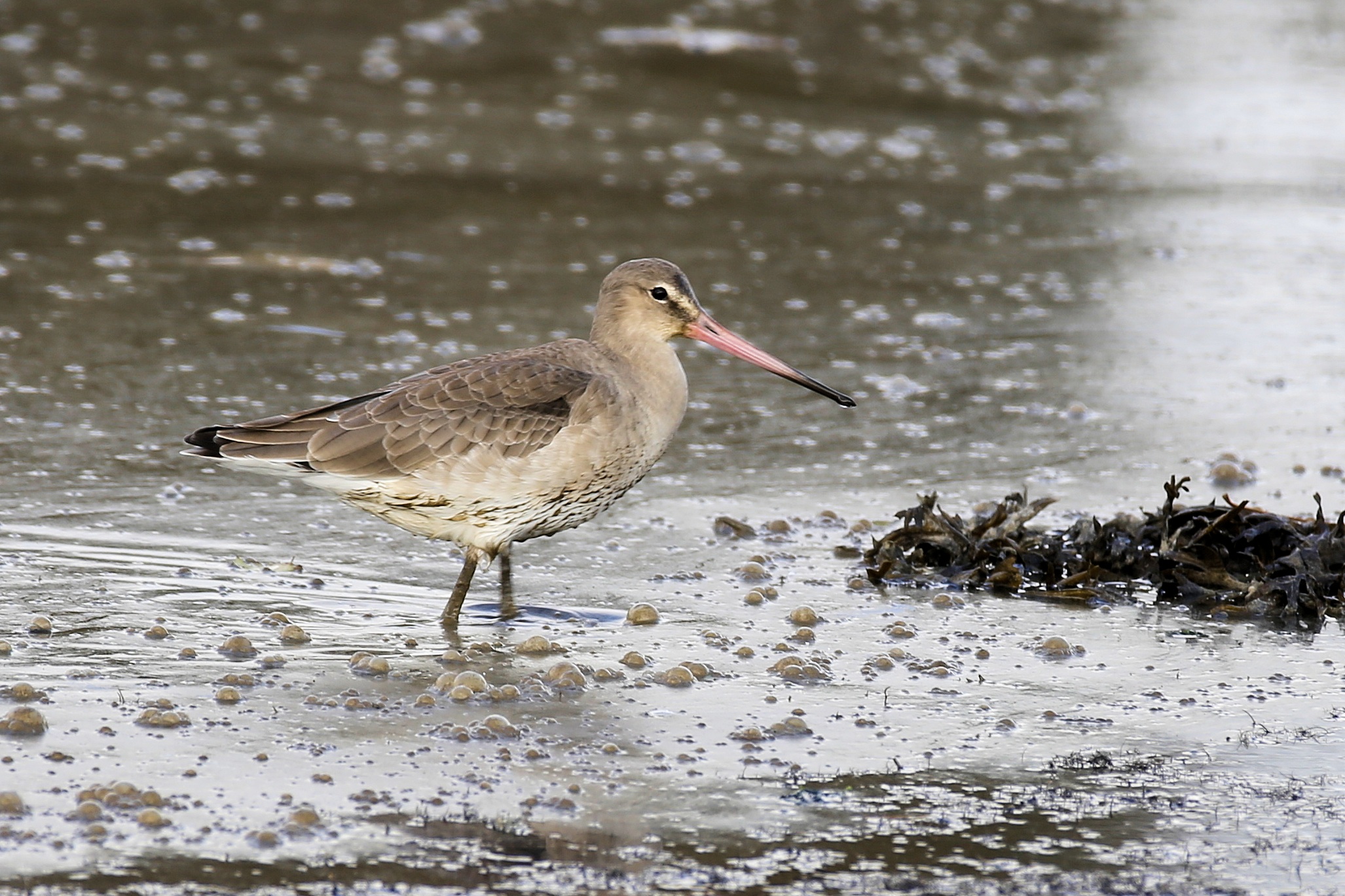 Black-tailed Godwit