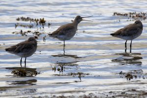 Black-tailed Godwit calling